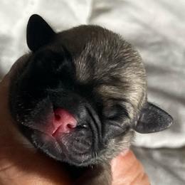 Debbie - Fawn female Pug puppy in Hanover, Virginia from Pure Pugs