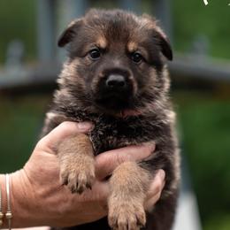Salone - Sable female German Shepherd puppy in Berwick, Maine from Vom Rindahaus Shepherds