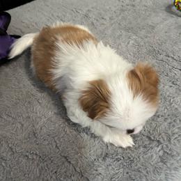 Rory - Red and white male Japanese Chin puppy in Longwood, Florida from CindyLynnsChins
