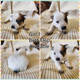Girl 1 - Red mottled female Australian Cattle Dog puppy in Bradford, Arkansas from Cedar Rock Heelers and Kelpies