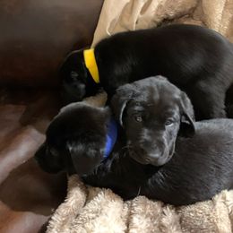 Male 1 - Red, White, & Blue - Black Labrador Retriever puppy in Jonesboro, Arkansas from The Retriever Midwife Labrador Retrievers