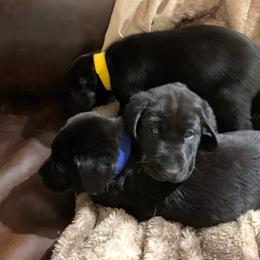 Male 1 - Red, White, & Blue - Black Labrador Retriever puppy in Jonesboro, Arkansas from The Retriever Midwife Labrador Retrievers