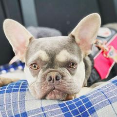 French Bulldog All Grown Up from Feliciano Frenchies