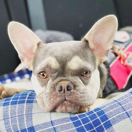 French Bulldog All Grown Up from Feliciano Frenchies