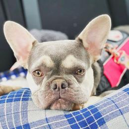 French Bulldog All Grown Up from Feliciano Frenchies