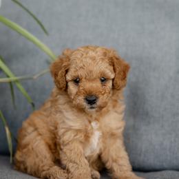 Miles - Cream male Poodle puppy in Narvon, Pennsylvania from Corgi Companions (license number 18998)