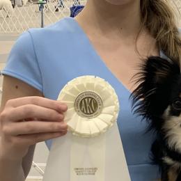 Chihuahuas and Poodles from BlackGoldToyPoodles
