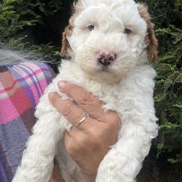 Yellow collar boy - Parti male Goldendoodle puppy in Fairfield, California from Twin Sisters Doodles