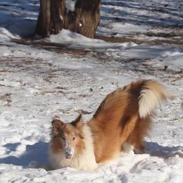 Collie All Grown Up from Garlind Ridge Collies