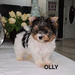 Olly - Black tan and white male Biewer Terrier puppy in Modesto, California from Granny's yorkshire Terrier Modesto California