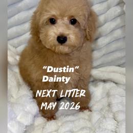 Dustin - Apricot male Poodle puppy in Oceanside, New York from Anastasia Poodles three four seven seven five four two three four five