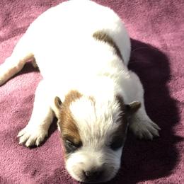 L65-05 - Red speckled male Australian Cattle Dog puppy in Sheridan, Oregon from 6pk Cattledogs