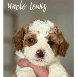 Uncle Lewis - Apricot male Australian Labradoodle puppy in Gladstone, Oregon from Beaver State Labradoodles