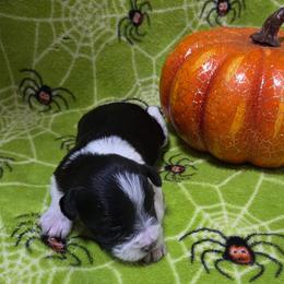 Trix - Parti female Miniature Schnauzer puppy in Allison, Iowa from Firefly Stables
