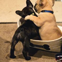 French Bulldog Puppies from A&D Frenchies