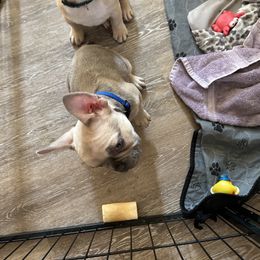 French Bulldog Puppies from Lucinda's Frenchies