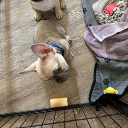 French Bulldog Puppies from Lucinda's Frenchies
