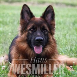 German Shepherd All Grown Up from Haus Wesmiller