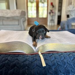 Samuel - Black phantom male Aussiedoodle puppy in Jacksonville, Florida from Autumn's Aussies