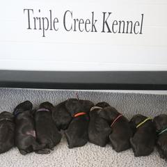 Boykin Spaniels and Labrador Retrievers from Triple Creek Kennel