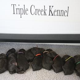 Boykin Spaniels and Labrador Retrievers from Triple Creek Kennel