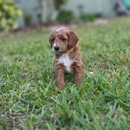 Sunshine - Red  female Goldendoodle puppy in Palm Harbor, Florida from Macis Golden Doodles