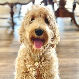 Pete - Australian Labradoodle