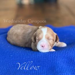 Yellow - Apricot male Cavapoo puppy in Coal City, Indiana from Wednesday & Co