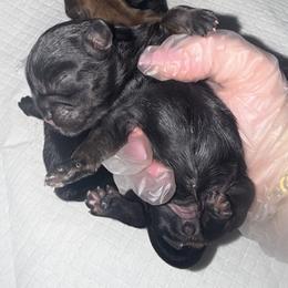 Girl 1 - Black and tan female Shih Tzu puppy in Albany, New York from Precious Peekapoo’s and Luxurious Shih Tzu’s