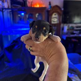 Pup A - White black and tan male Toy Fox Terrier puppy in Clermont, Florida from Debbie Hiles's Toy Fox Terriers