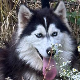 Sitkah - Siberian Husky