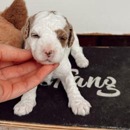 Renaldo - White male Cavapoo puppy in Mesa, Arizona from Pedersendoodles
