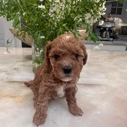 Baby - Red female Cavapoo puppy in Sacramento County, California from Sac-Town Poodles and Doodles