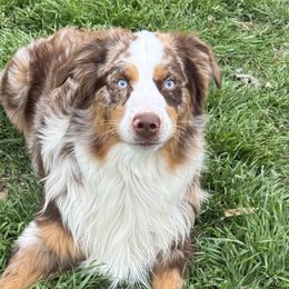 Miniature Australian Shepherds from Reputation Ranch Aussies