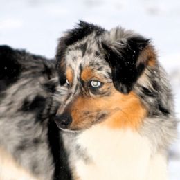 Stetson - Miniature American Shepherd