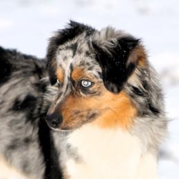 Stetson - Miniature American Shepherd