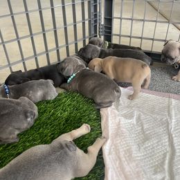 French Bulldog Puppies from Psycho Frenchies