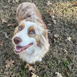Libby Bell - Australian Shepherd