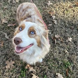 Libby Bell - Australian Shepherd
