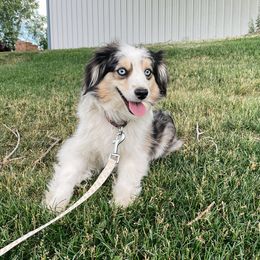 Jade - Miniature Australian Shepherd