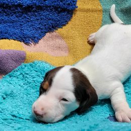 Dachshund Puppies from One Love Doxies