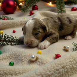 Clara - Red merle female Australian Shepherd puppy in Statesville, North Carolina from Charming Australian Shepherds