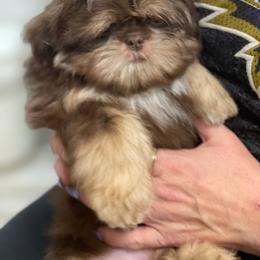 Shih Tzu Puppies from Marlene Kenney's Shih Tzus