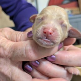 Boy 5 - Apricot male Goldendoodle puppy in Street, Maryland from Rocks & Roses Doodles