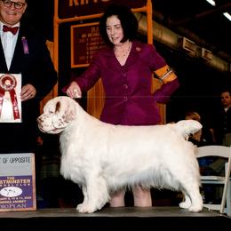 Edna Sue - Clumber Spaniel