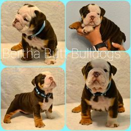 Bulldog Puppies from Bertha Butt Bulldogs