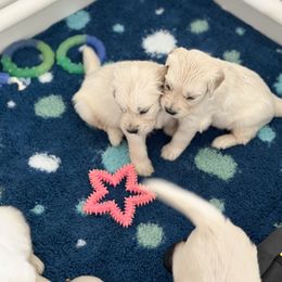 Golden Retriever Puppies from Wine Country Goldens
