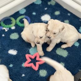 Golden Retriever Puppies from Wine Country Goldens