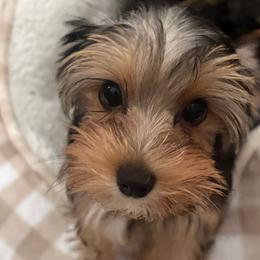 Girl 1 - Blue and gold female Yorkshire Terrier puppy in Chesapeake, Virginia from Yorkie Haven A Lot To Talk About