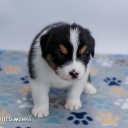 Midnight - Black tri-color male Australian Shepherd puppy in Lakewood, California from Cloud Nine Kennel
